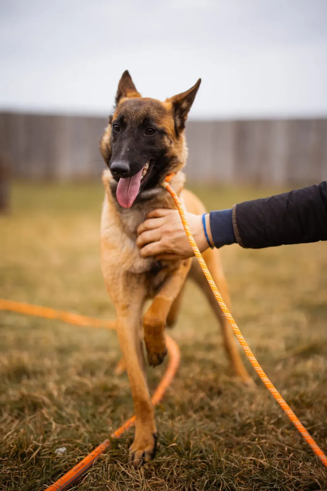 Foxy – Sanft, folgsam und extrem aufgeweckt: Braucht eine erfahrene Hand und Geduld! 🐾, Belgischer Schäferhund-Mix. Foxy kam vor ein paar Monaten in unserem…