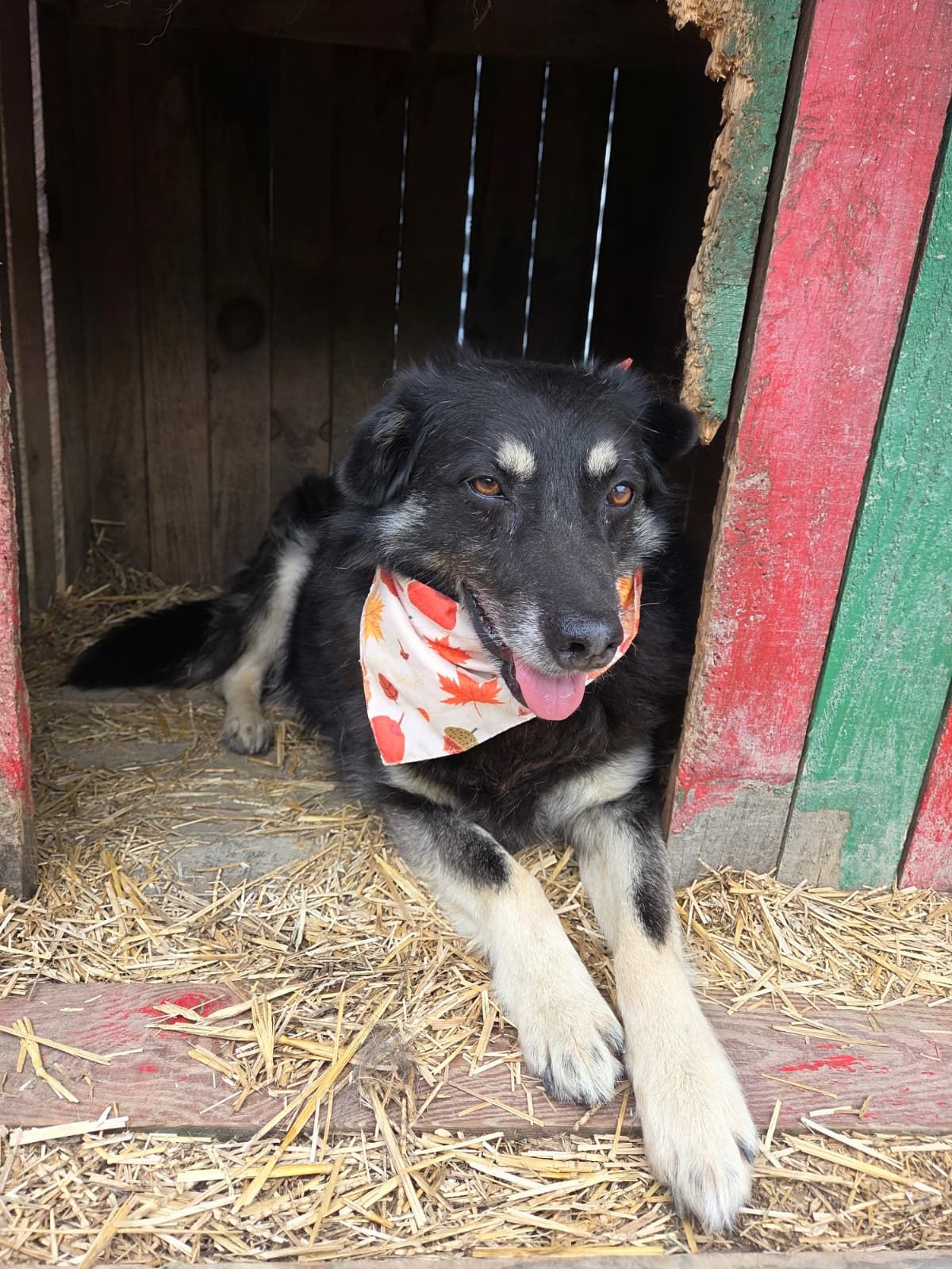Ivica – senior mit einem Herz aus Gold: Er verbrachte den größten Teil seines Lebens in Notunterkünften, und jetzt sucht er das schönste Alter! 🐾❤️, Mischli…