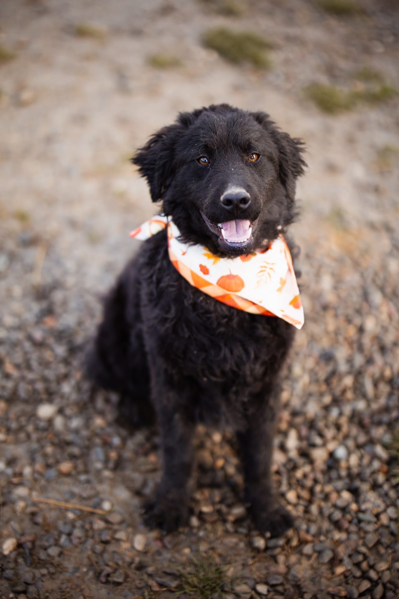 Rubin, Gemischter kroatischer Schäferhund