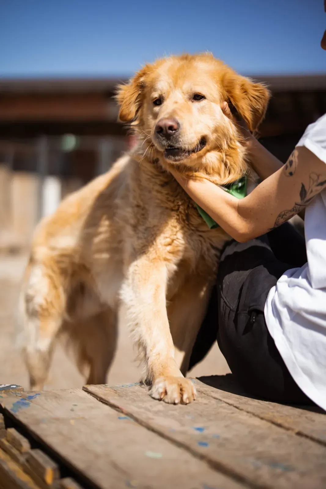 Marley – dem Tod entkommen, und heute verbreitet es pure Freude: Marley sucht ihren sicheren Hafen! 🐾❤️, Labradormischung. Marleys Geschichte hätte tragisch…
