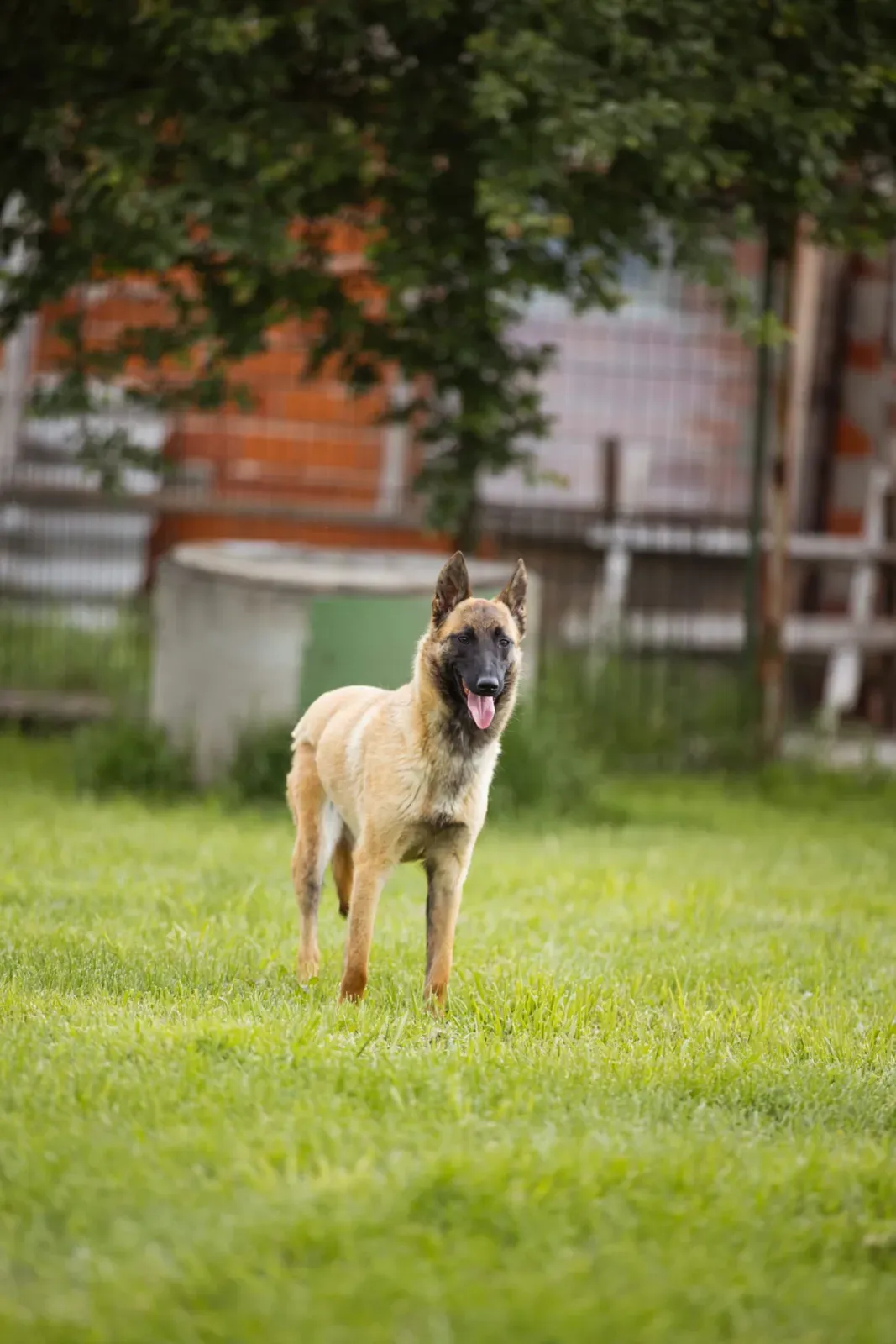 Roxy – Malinois-Mix: Extrem kluges und gehorsames Mädchen auf der Suche nach erfahrenen Haltern! 🐾, Belgischer Schäferhund-Mix. Roxy kam vor ein paar Monate…