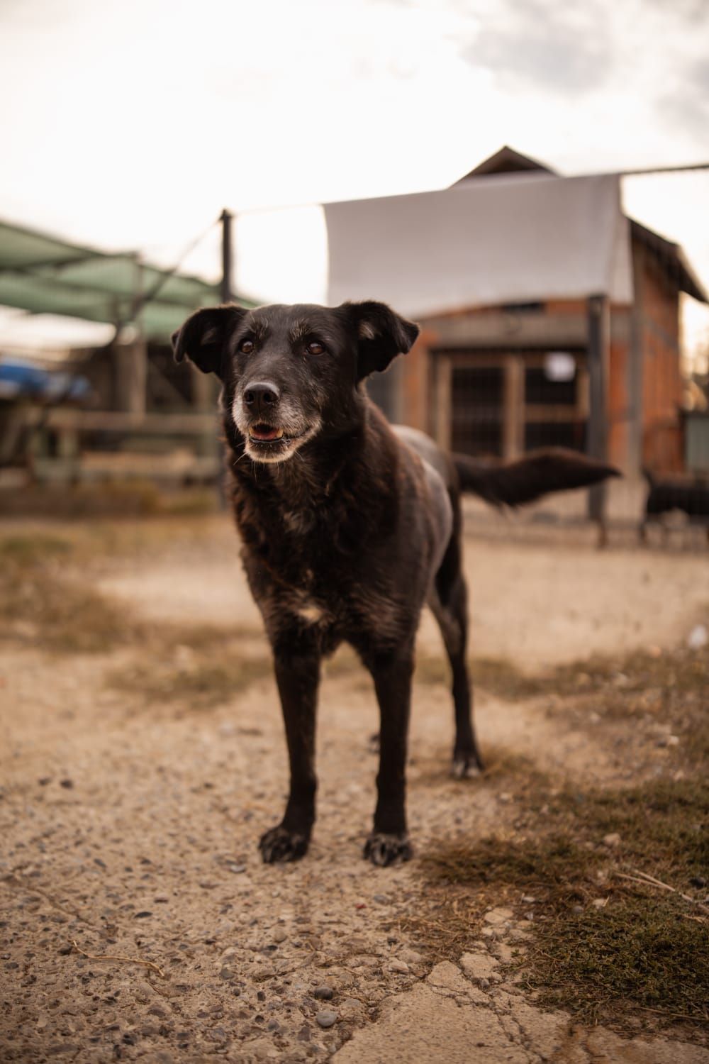 Gita – Gita hat alles überlebt... Jetzt sucht sie nur noch eines: ihre ruhige Ecke und den Mann ihres Lebens! 🐾❤️, Mischlingsrasse. Nach 7 ½ Jahren in einem…