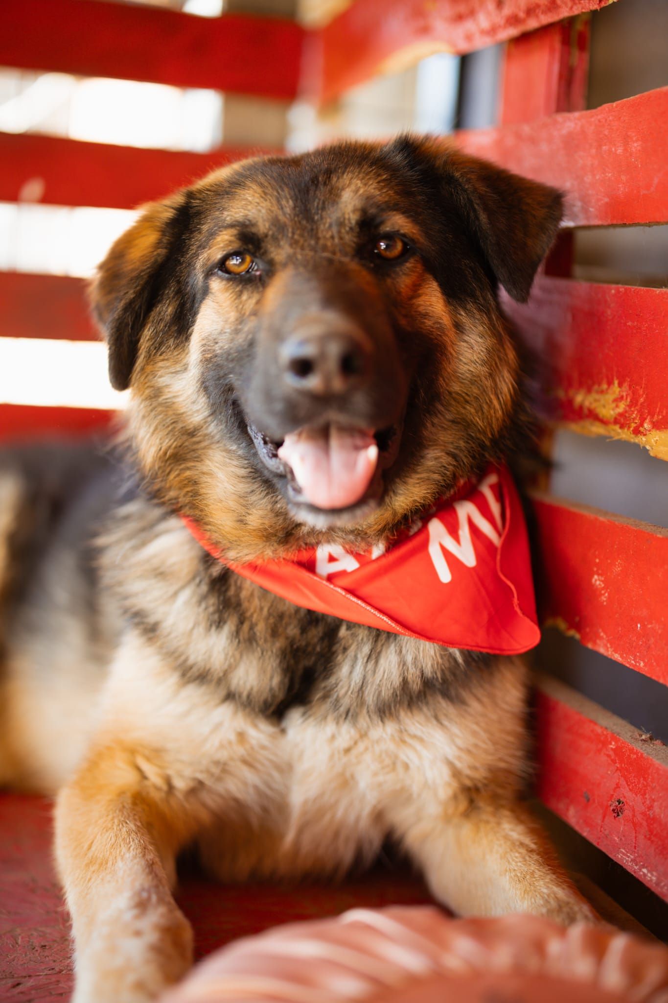 Mo – ein großes Kuscheln und ein Gehirn, das auf seine 5 Minuten des Glücks wartet! 🐾✨, Schäferhund-Mix. Moes Lebensanfang war alles andere als einfach.