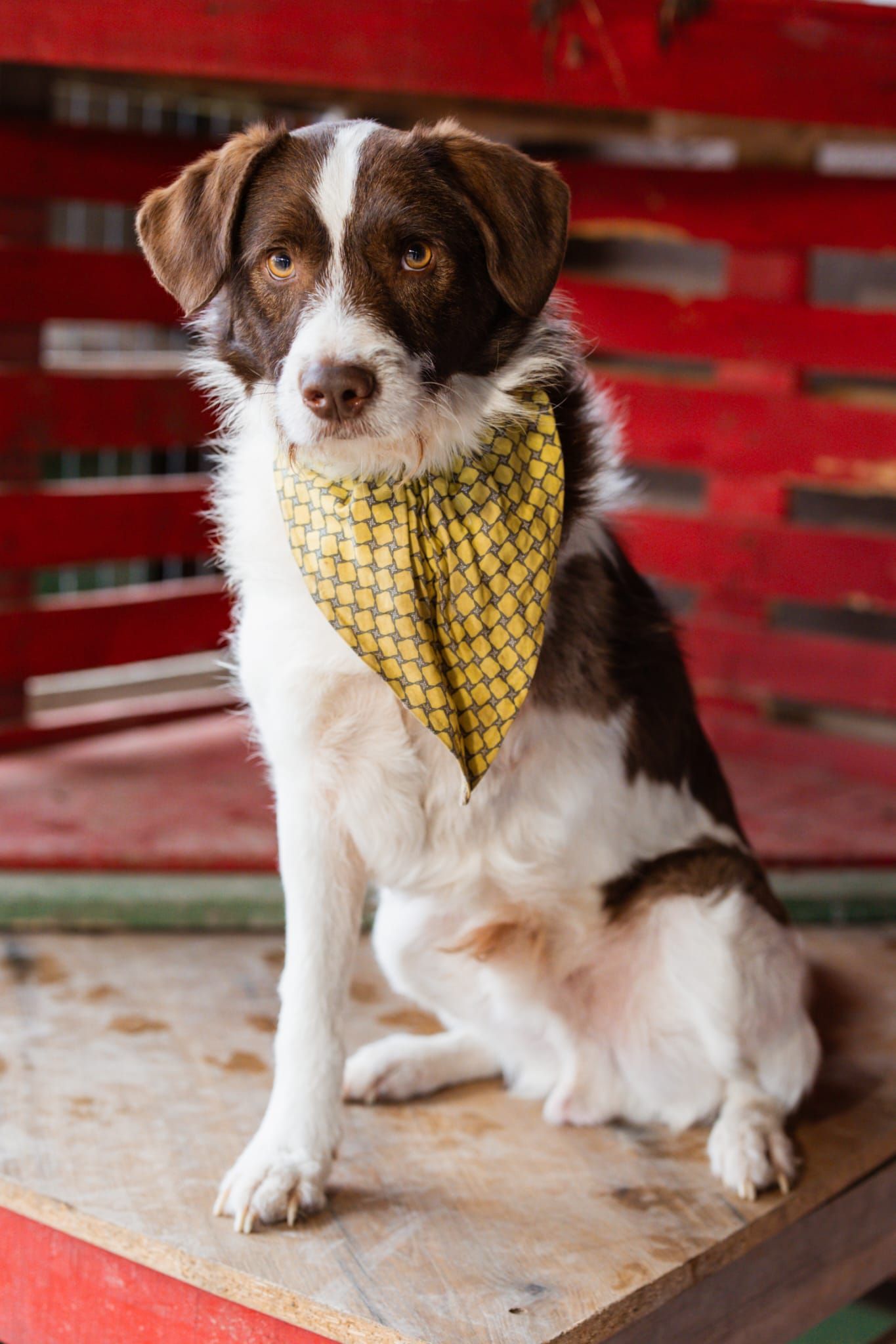 Šarenko – eine Pfote weniger und hundertmal mehr Liebe: Unser schöner Regenbogen sucht seinen Flügel! 🐾❤️, Mischlingsrasse. Die Regenbogenforelle ist ein Hu…
