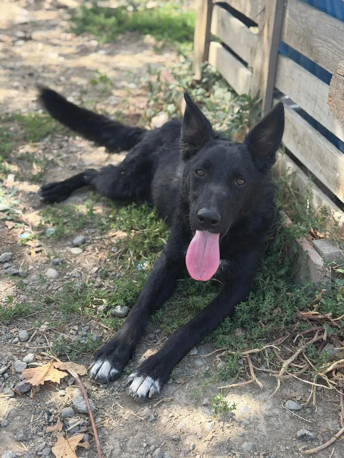 Mima – Kuschelig, verspielt und neugierig: Unsere kleine Entdeckerin wartet auf ihre Menschen! 🐾❤️, Kroatischer Schäferhund-Mix. Mima kam vor ein paar Monat…