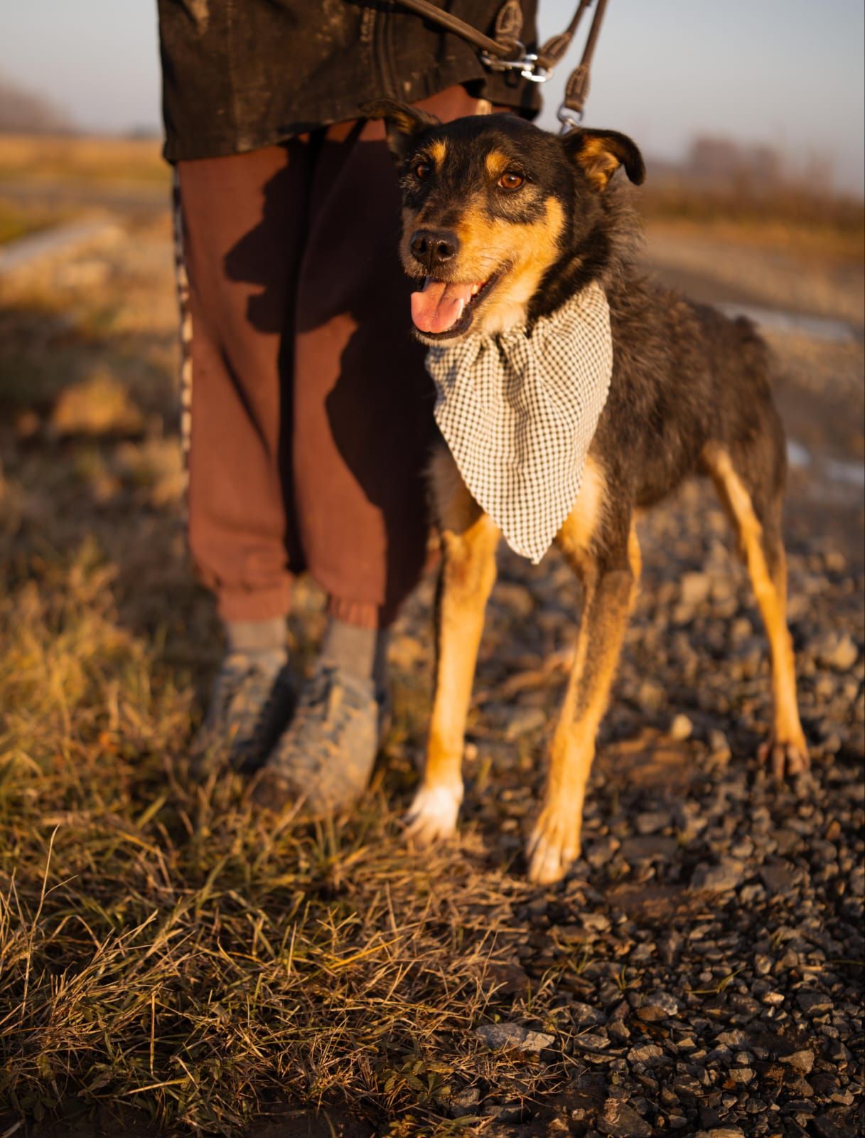 Teri – Fröhlicher Waldentdecker, der seit 2,5 Jahren auf sein Zuhause wartet! 🐾, Mischlingsrasse. Verlassen im Wald, wartet Terry seit zweieinhalb Jahren au…