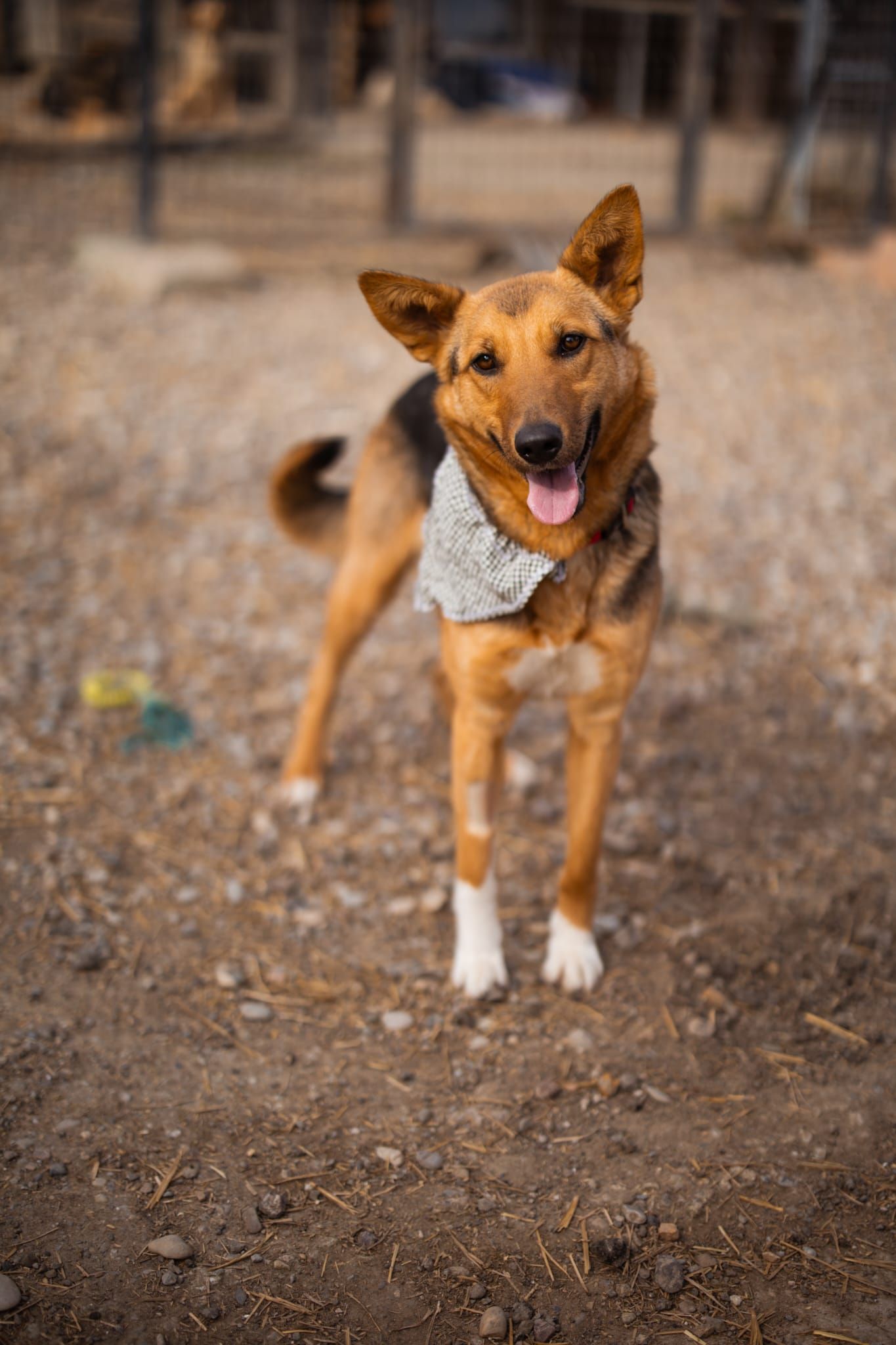Zima – wunderschöner Deutscher Schäferhund-Mischling: Eine süße Chefin, die auf der Suche nach ihren Menschen ist! 🐾❤️, Schäferhund-Mix. Winter kam im Febru…
