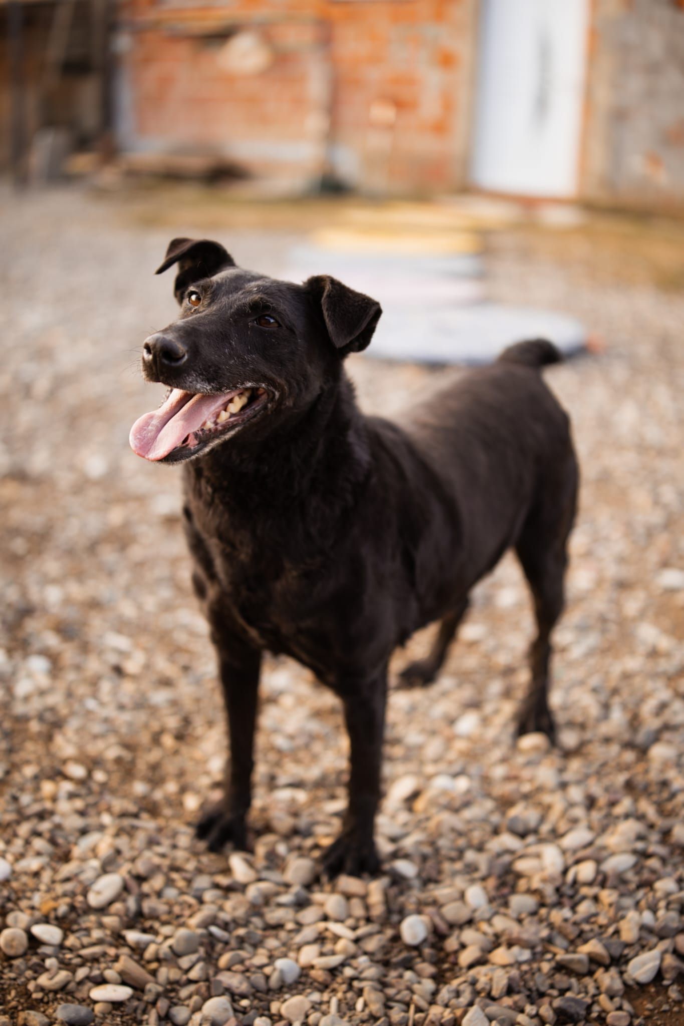 Hana - ljudska okrutnost ostavila je ožiljke na njezinom tijelu i duši, a boravak u skloništu joj slama srce: Hana hitno traži mir i sigurnost! 🐾💔➡️❤️, Mij…
