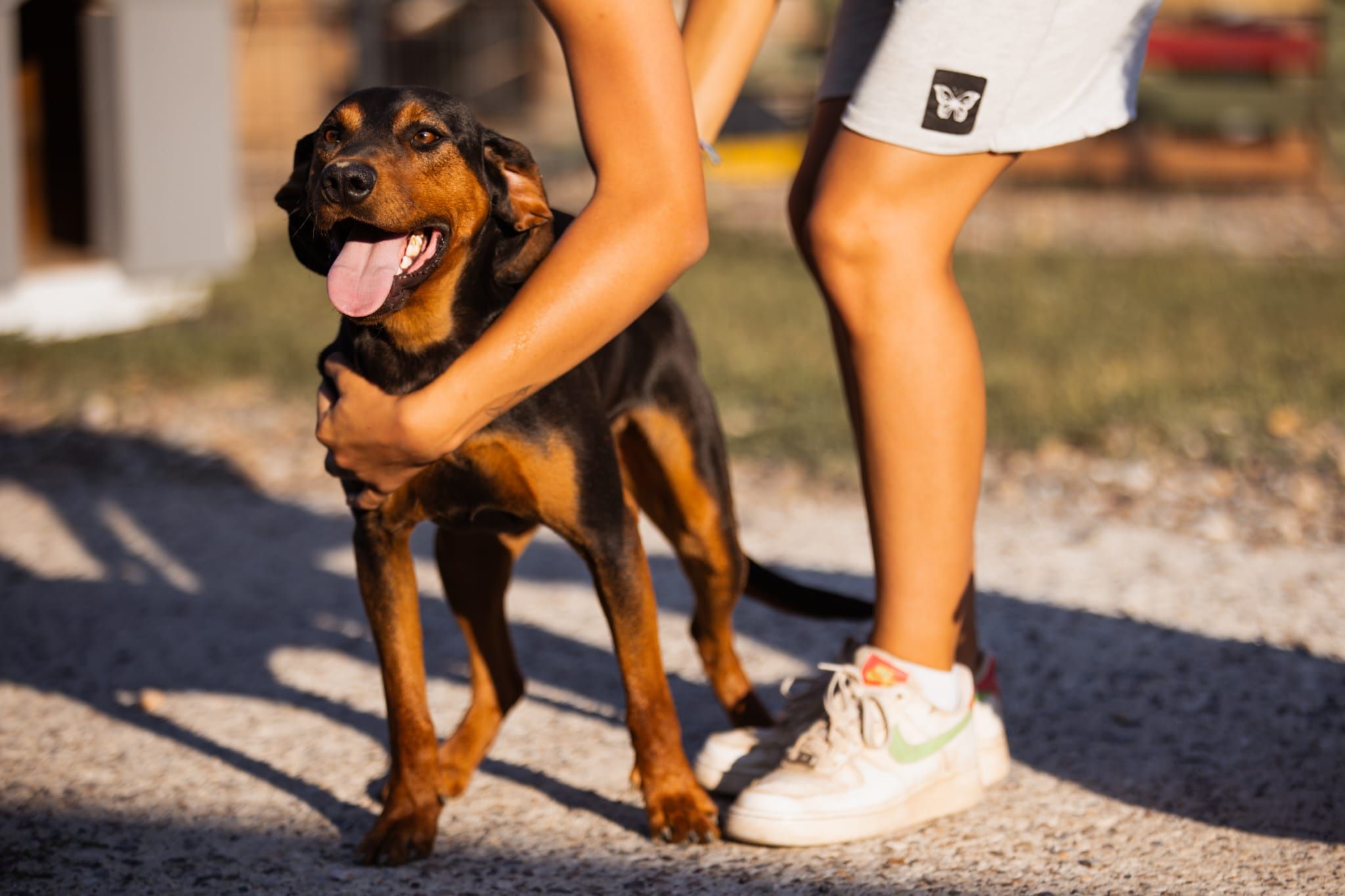 Jimmy – milde und demütige Seele: Ein wenig Geduld und eine Tasche voller Leckereien öffnen sein Herz! 🐾🦴❤️, Gemischte Jagdrasse. Jimmys Geschichte begann…