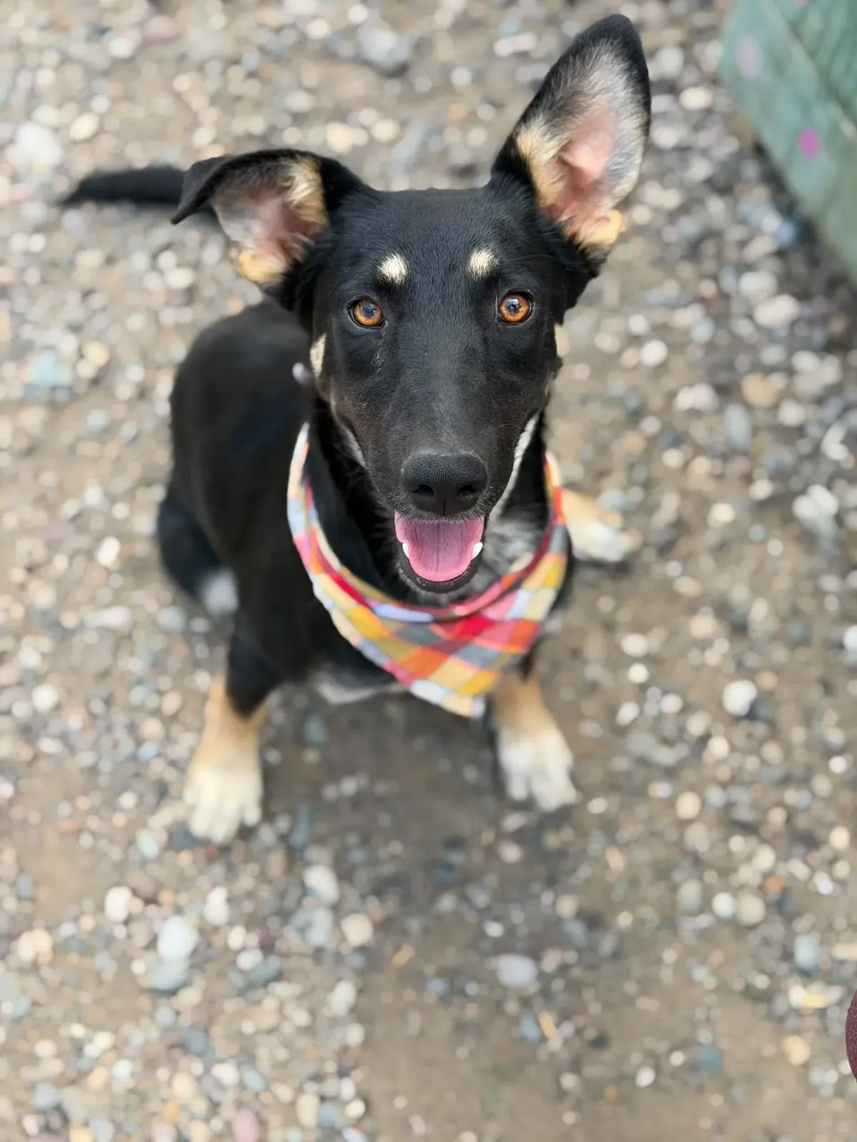 Luna – kuschelig, verspielt und äußerst fügsam: Der perfekte Familienbecher wartet auf seine Menschen! 🐾✨, Schäferhund-Mix. Luna kam vor ein paar Monaten in…