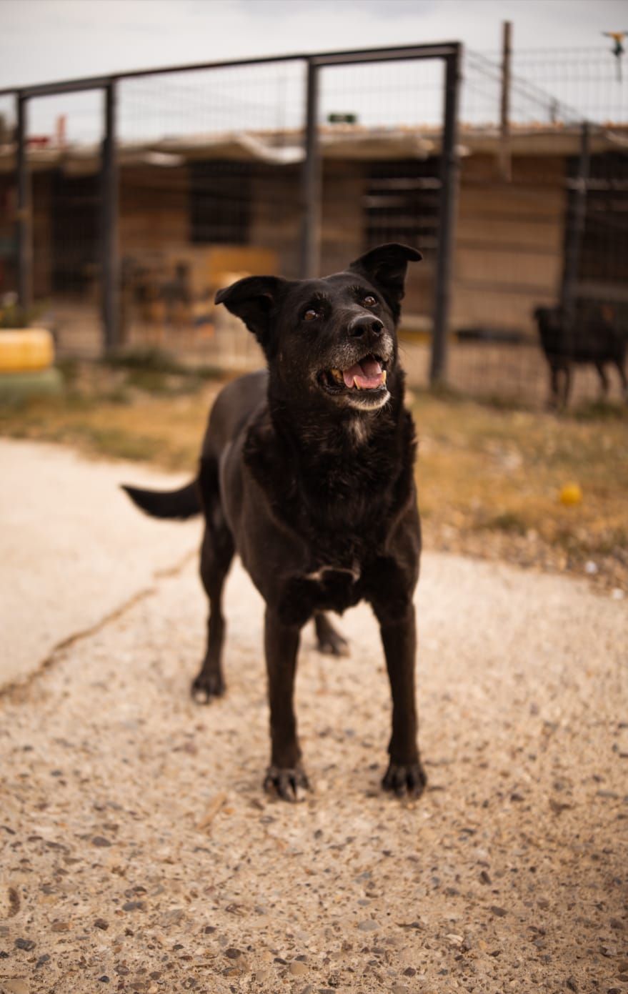 Meggy – Meggy sucht ihr erstes "für immer": 10 Jahre Warten auf ein warmes Zuhause 🐾❤️, Mischlingsrasse. Fast ihr ganzes Leben lang hat Meggy nur von Bars u…
