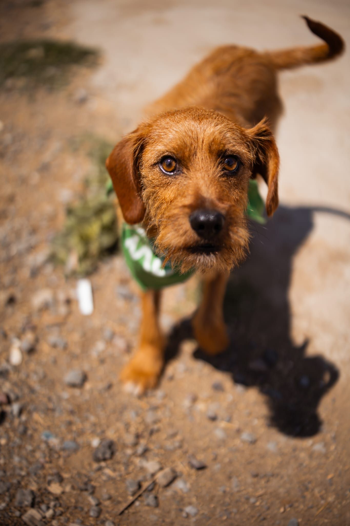 Švrćo, Terrier-Mix