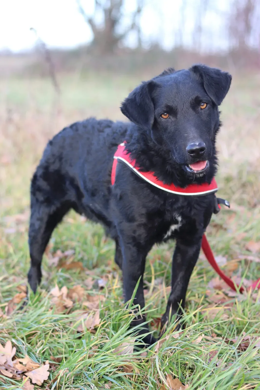 Bono – ein kuscheliger Forscher, der unter einem aktiven Leben im Tierheim leidet! 🐾❤️, Mischung aus Jagdterrier und kroatischem Schäferhund. Nachdem er woc…