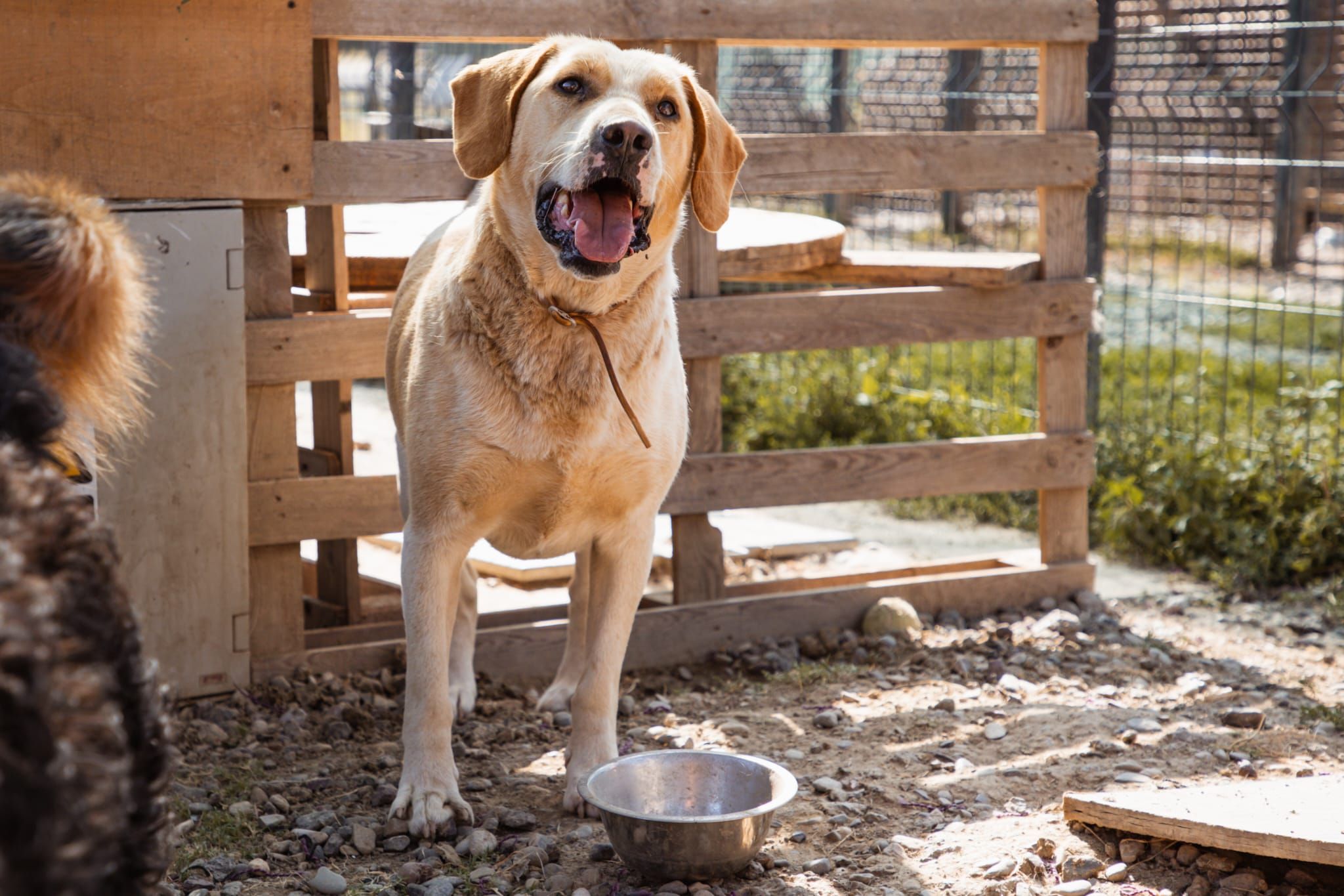 Alfonso – seit 2 Jahren begleitet er Freunde zu sich nach Hause: Wann ist er an der Reihe, ein Happy End zu haben? 🐾💔➡️🏡, Posavina-Hound-Mischung. Alfonso…