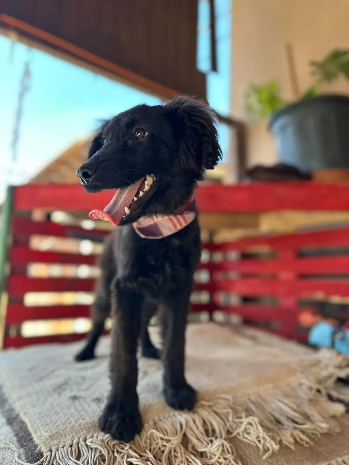 Mićko