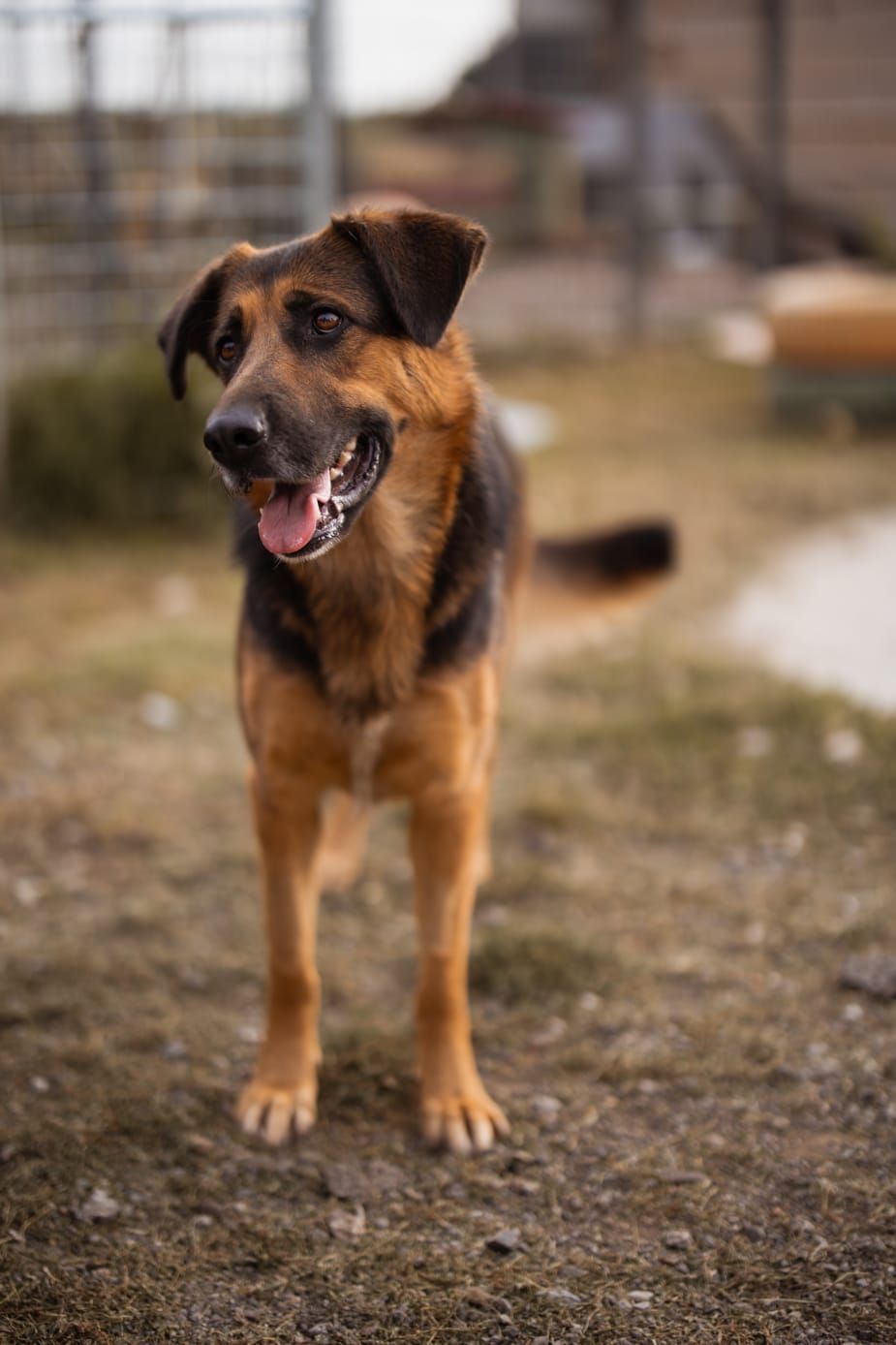 Avis – überlebte eine Schlägerei auf der Straße und wuchs zu einer friedlichen Seele heran, die von einem warmen Zuhause träumte! 🐾💔➡️❤️, Schäferhund-Mix.…