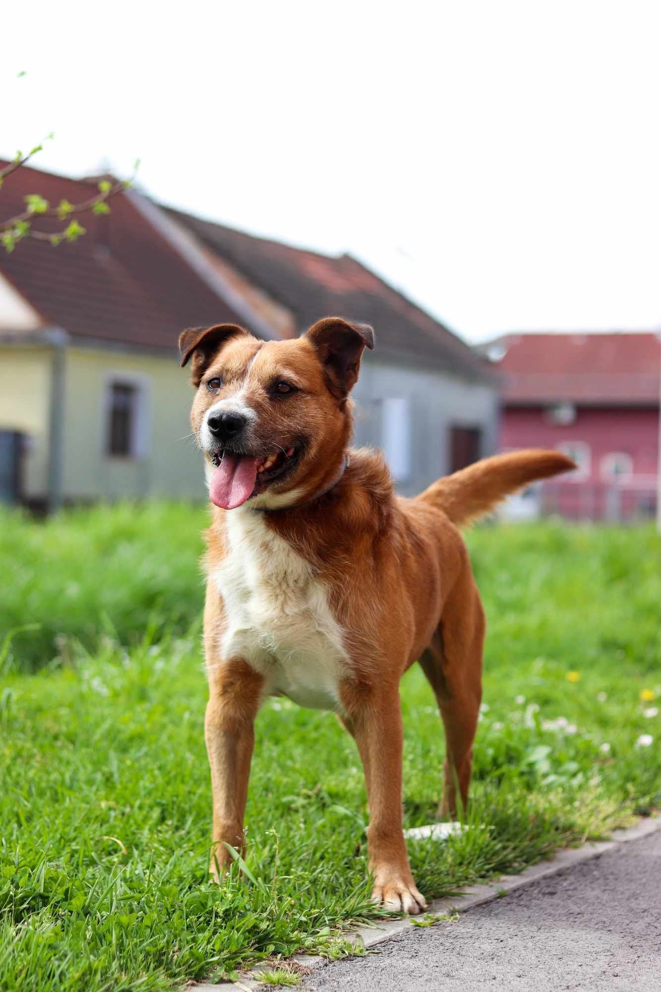 Floki – vergessen nach 6 Jahren auf der Kette: Ein ruhiger Familienhund, der es liebt, im Auto zu fahren! 🐾🚗✨, Mischlingsrasse. Nach 6 Jahren an der Kette…